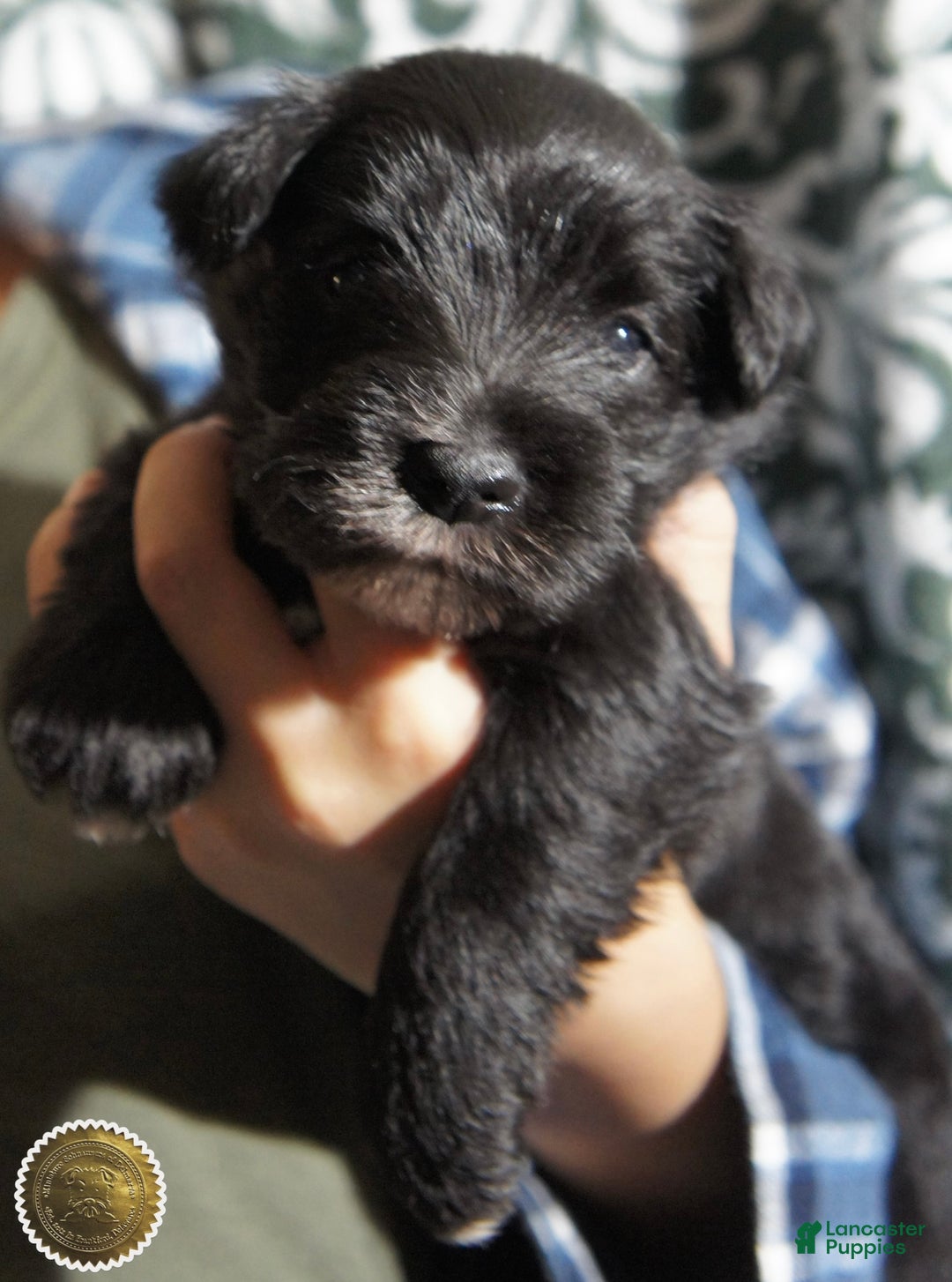 Miniature Schnauzer dogs for sale: Chloe - Ad 11
