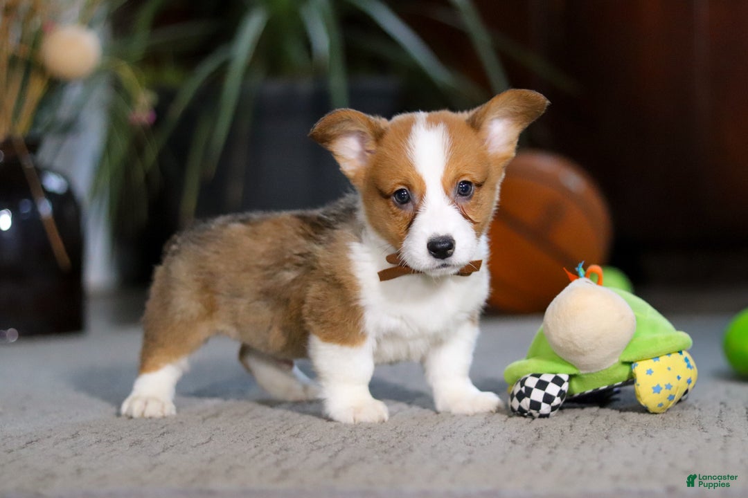 Welsh Corgi Pembroke dogs for sale: Herman - Ad 3