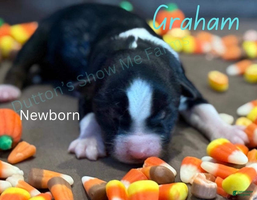 Miniature Australian Shepherd dogs Miniature Australian Shepherd Puppy 1 - Ad 5