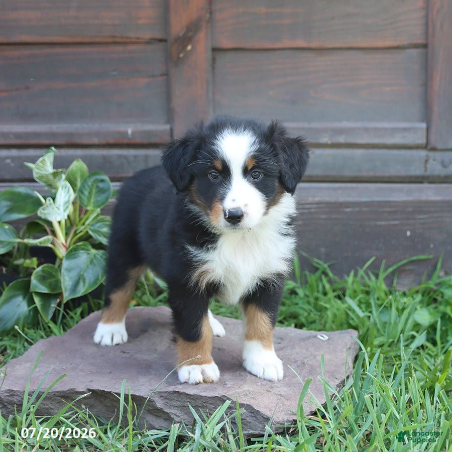 Australian Shepherd dogs Maverick - Ad 1