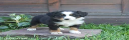 Australian Shepherd dogs for sale: Maverick - Ad 4