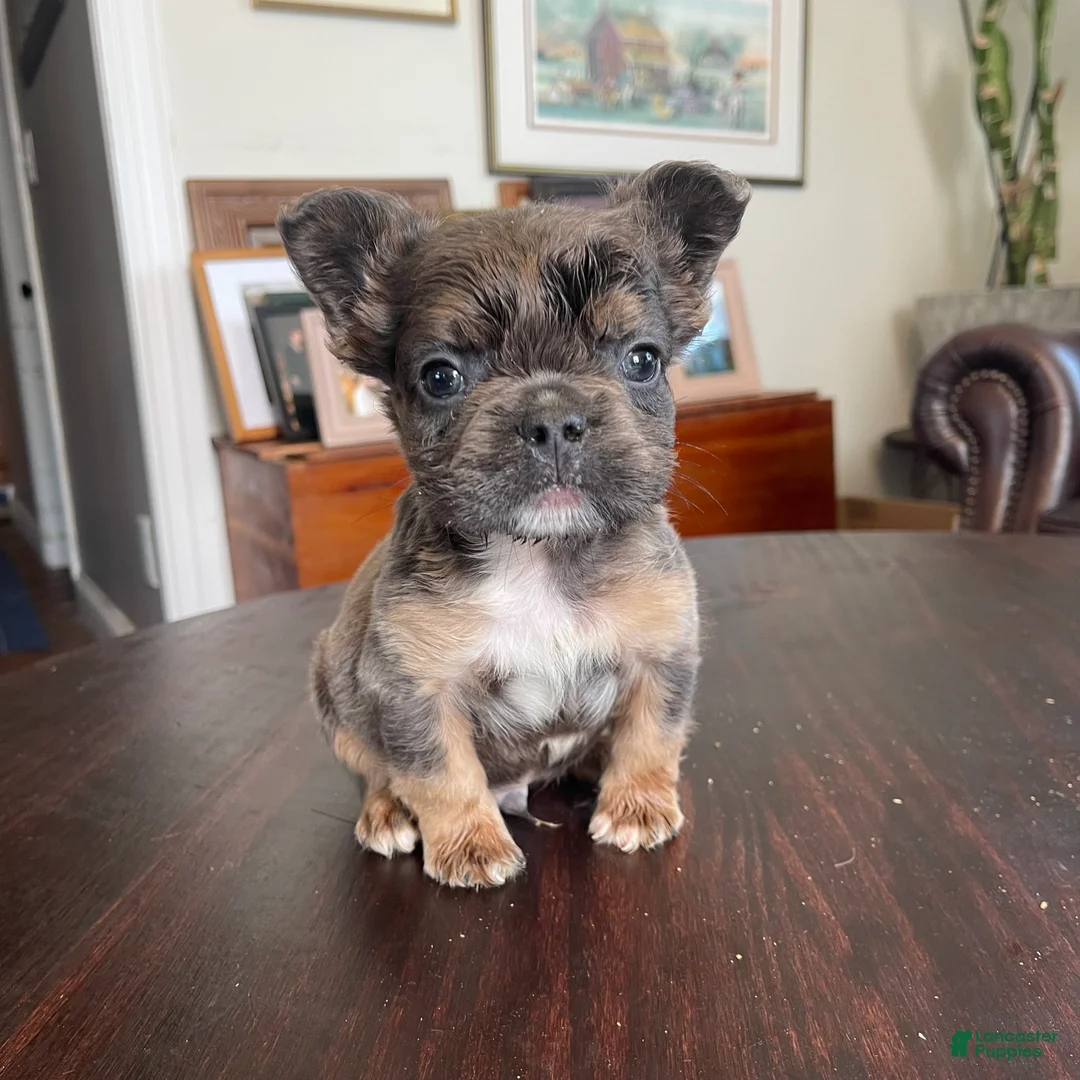 French Bulldog dogs for sale: Hershey  - Ad 2
