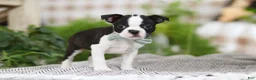 Boston Terrier dogs for sale: Bluey - Ad 4