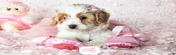 Cavapoo dogs for sale: Lilly - Ad 18