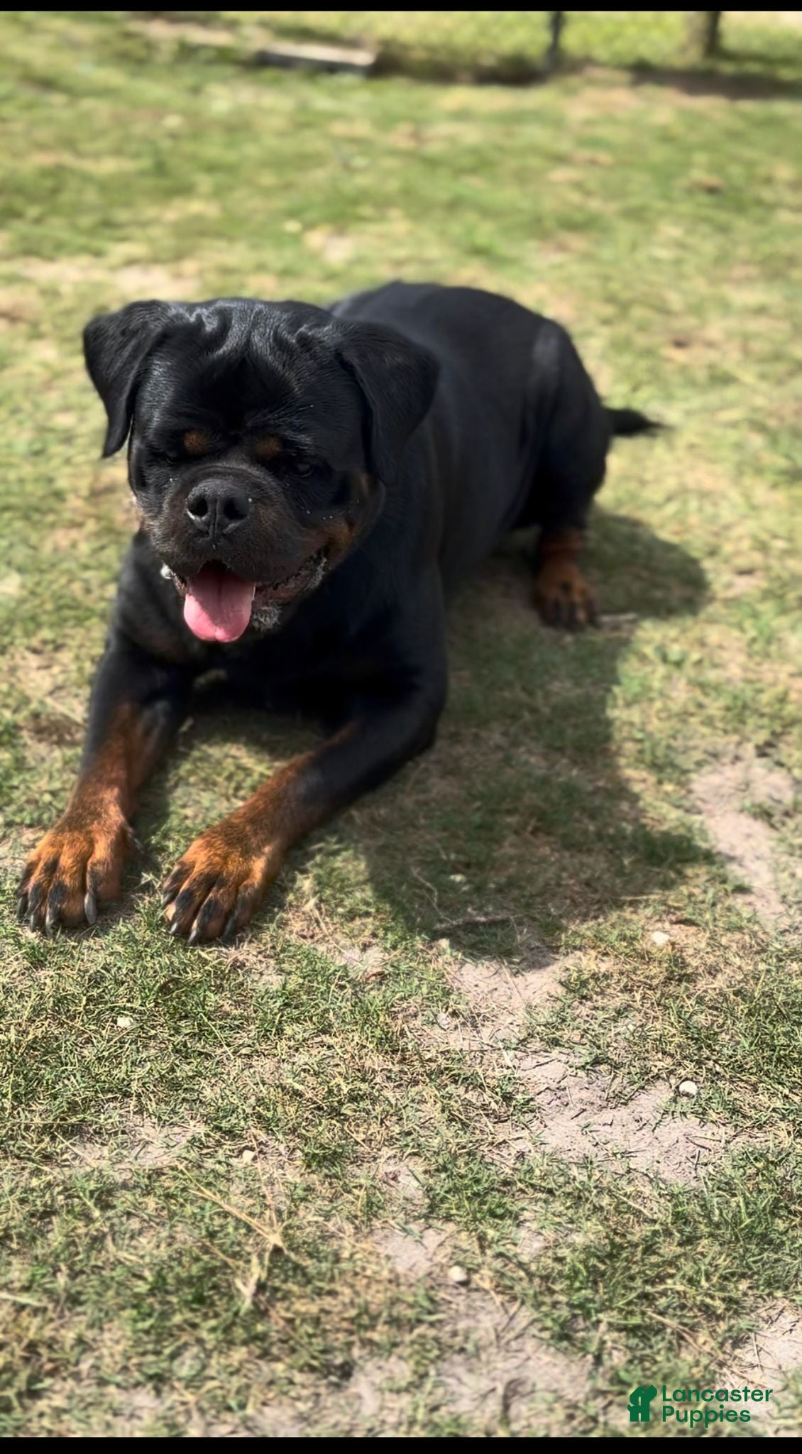 Rottweiler dogs for sale: Rottweiler Puppy 1 - Ad 4
