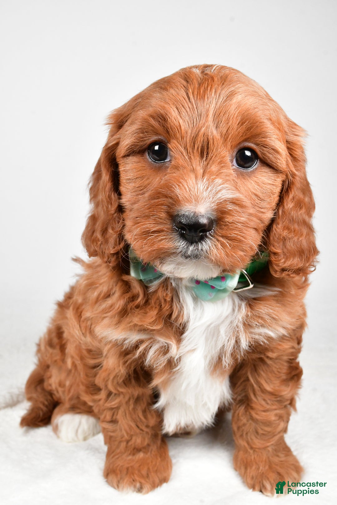 Cavapoo dogs for sale: Austin - Ad 8