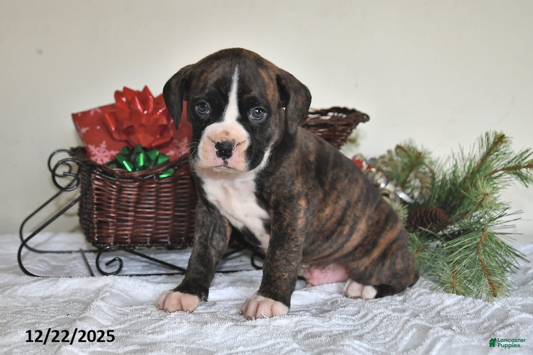 Boxer dogs for sale: Bouncer - Ad 4