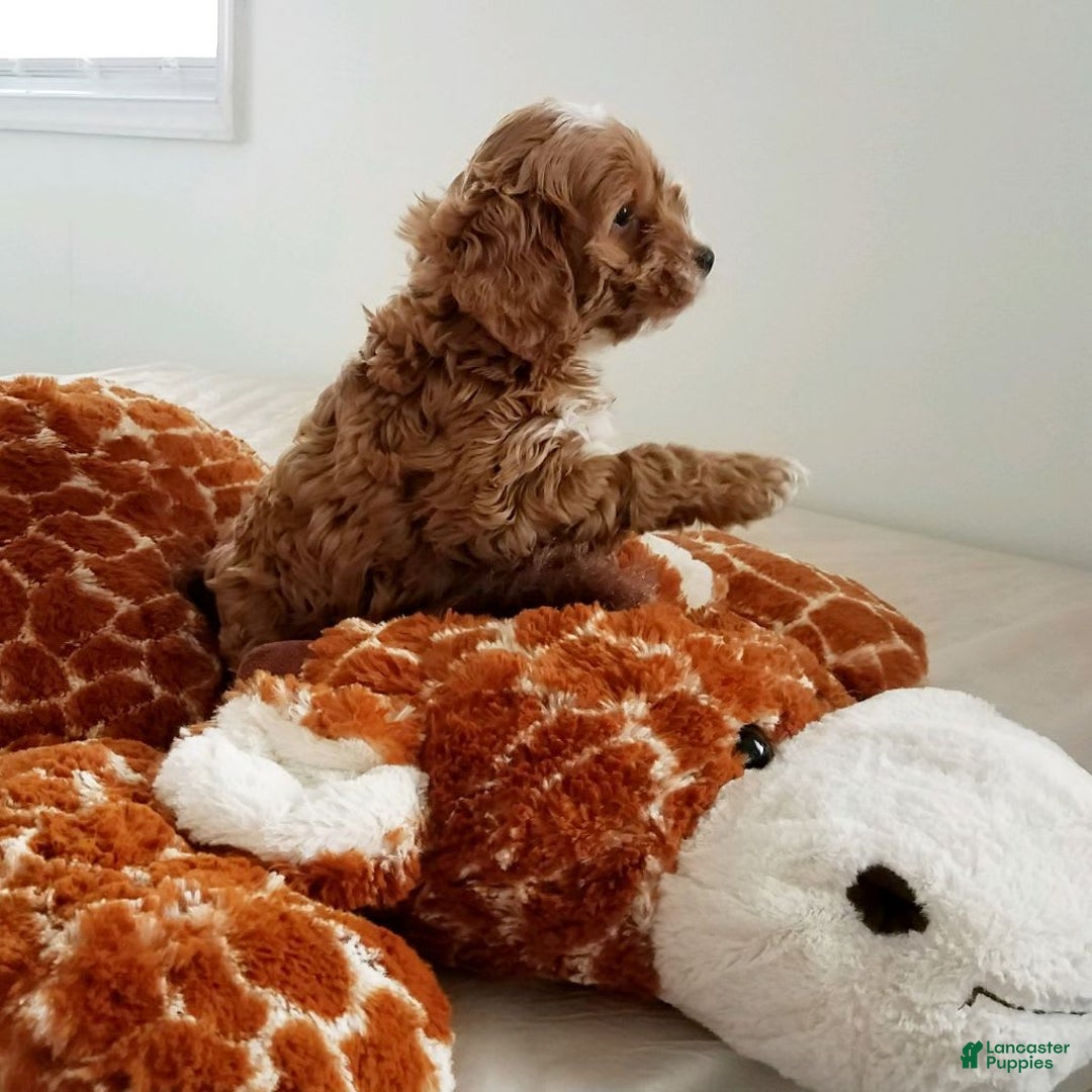 Gallery Image {{count}}