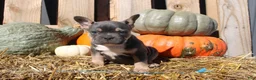 Mixed Breed dogs for sale: Tank  - Ad 6