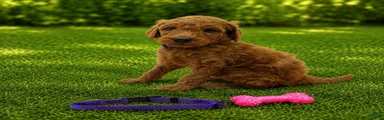 Daisy (Purple Collar)