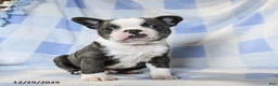 Boston Terrier dogs for sale: Bubbles - Ad 2