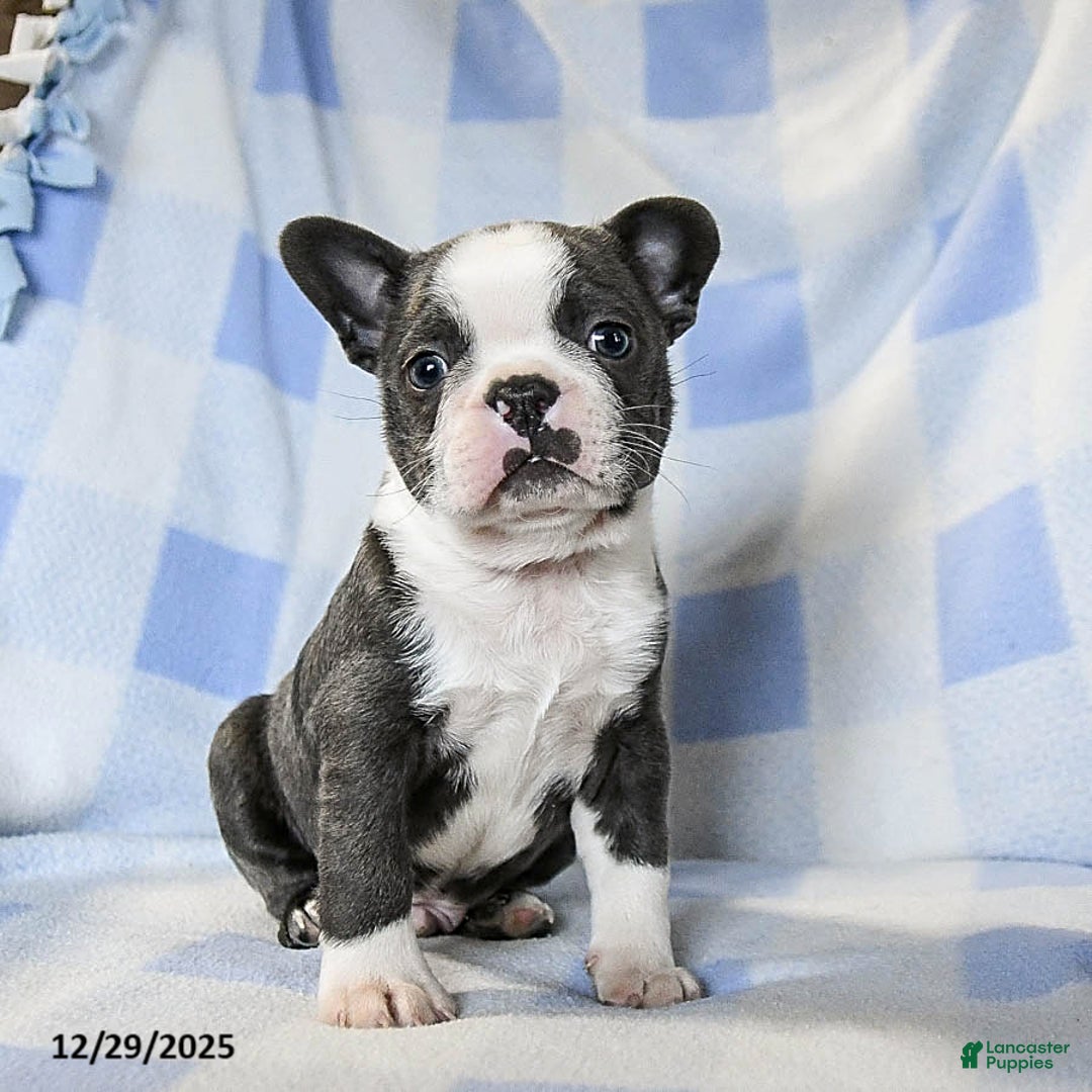 Boston Terrier dogs for sale: Bubbles - Ad 2