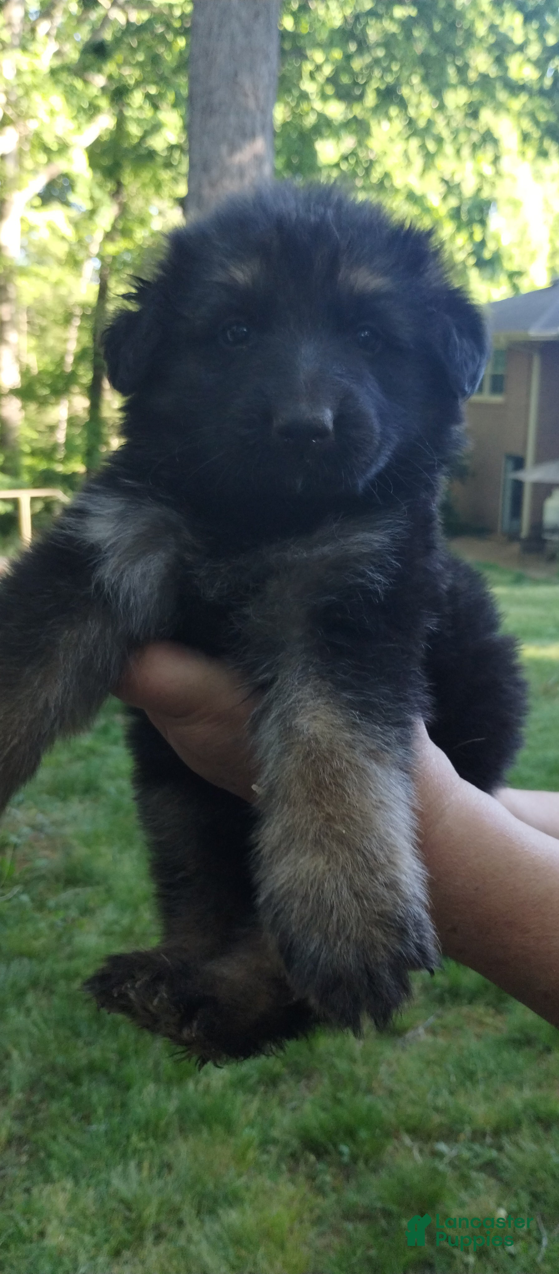 German Shepherd dogs German Shepherd Puppy 4 - Ad 26