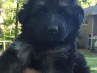 German Shepherd dogs German Shepherd Puppy 4 - Ad 23