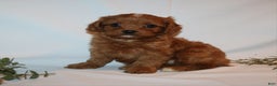 Cavapoo dogs for sale: Sue - Ad 5