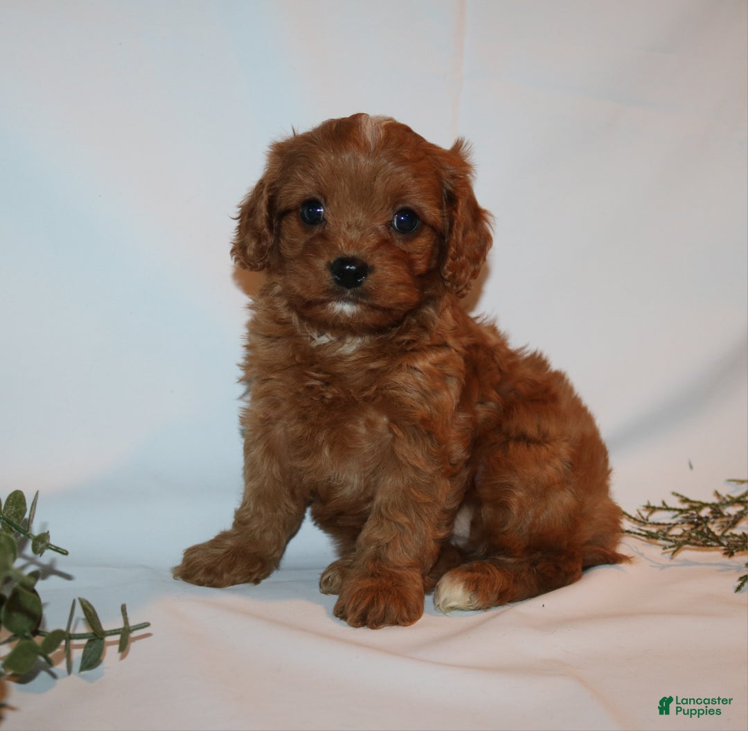 Cavapoo dogs for sale: Sue - Ad 5