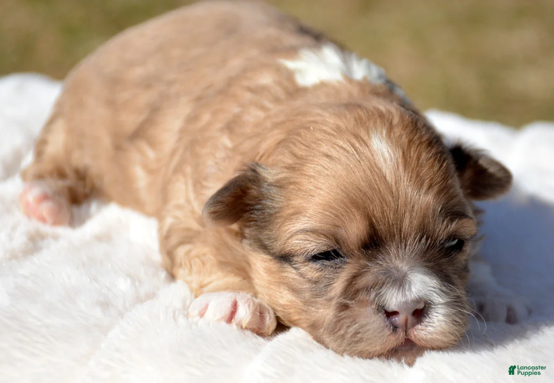 Shihpoo dogs for sale: Shihpoo Sasha - Ad 1