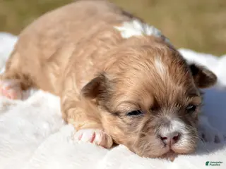 Shihpoo dogs Shihpoo Sasha - Ad 33