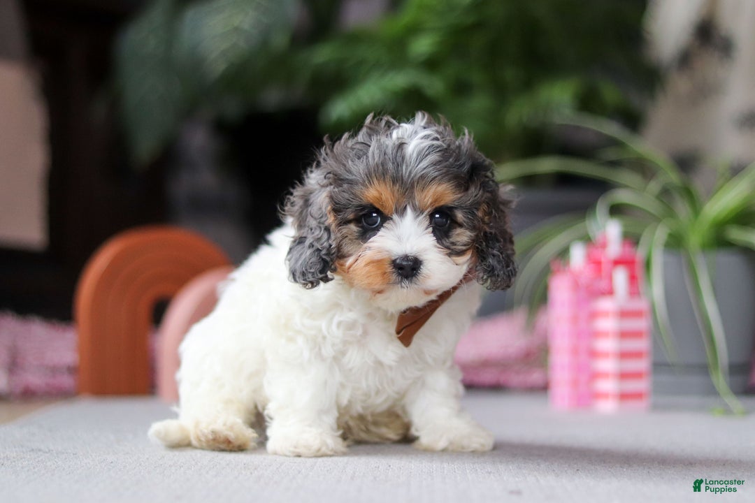 Cavapoo dogs for sale: Ranger - Ad 4