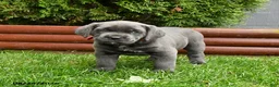 Cane Corso dogs for sale: August - Ad 3