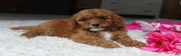 Cavapoochon dogs for sale: Madison - Ad 4