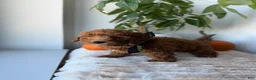 Mini Goldendoodle dogs for sale: Armani - Ad 4