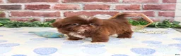 Shih Tzu dogs for sale: Diego - Ad 5