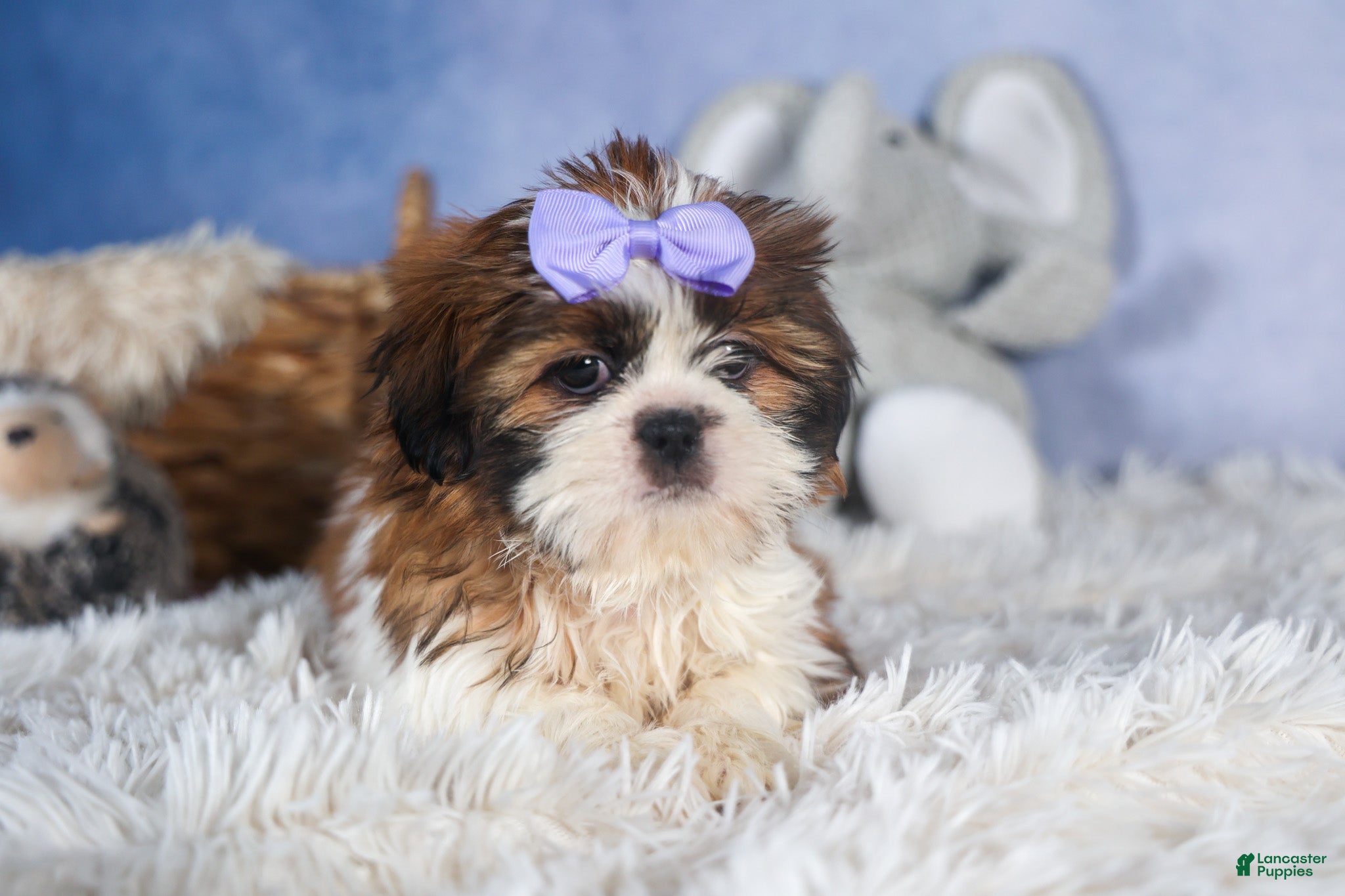 Shih Tzu dogs CHLOE - Ad 2