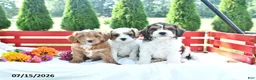 Cavapoo dogs for sale: Libby - Ad 5