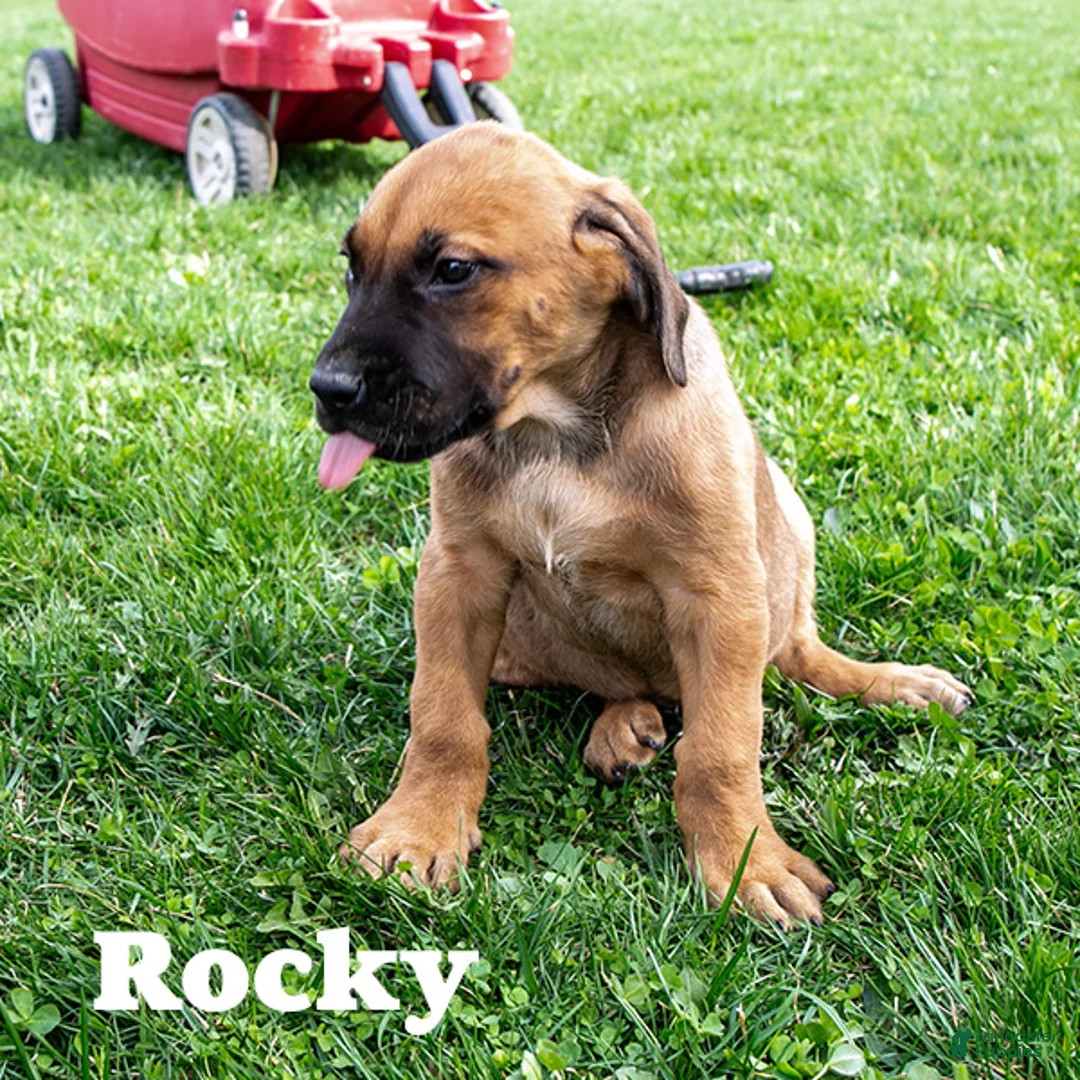Rhodesian Ridgeback dogs for sale: Rocky - Ad 1