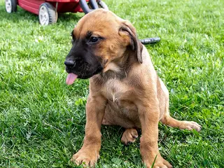 Rhodesian Ridgeback dogs for sale: Rocky - Ad 1