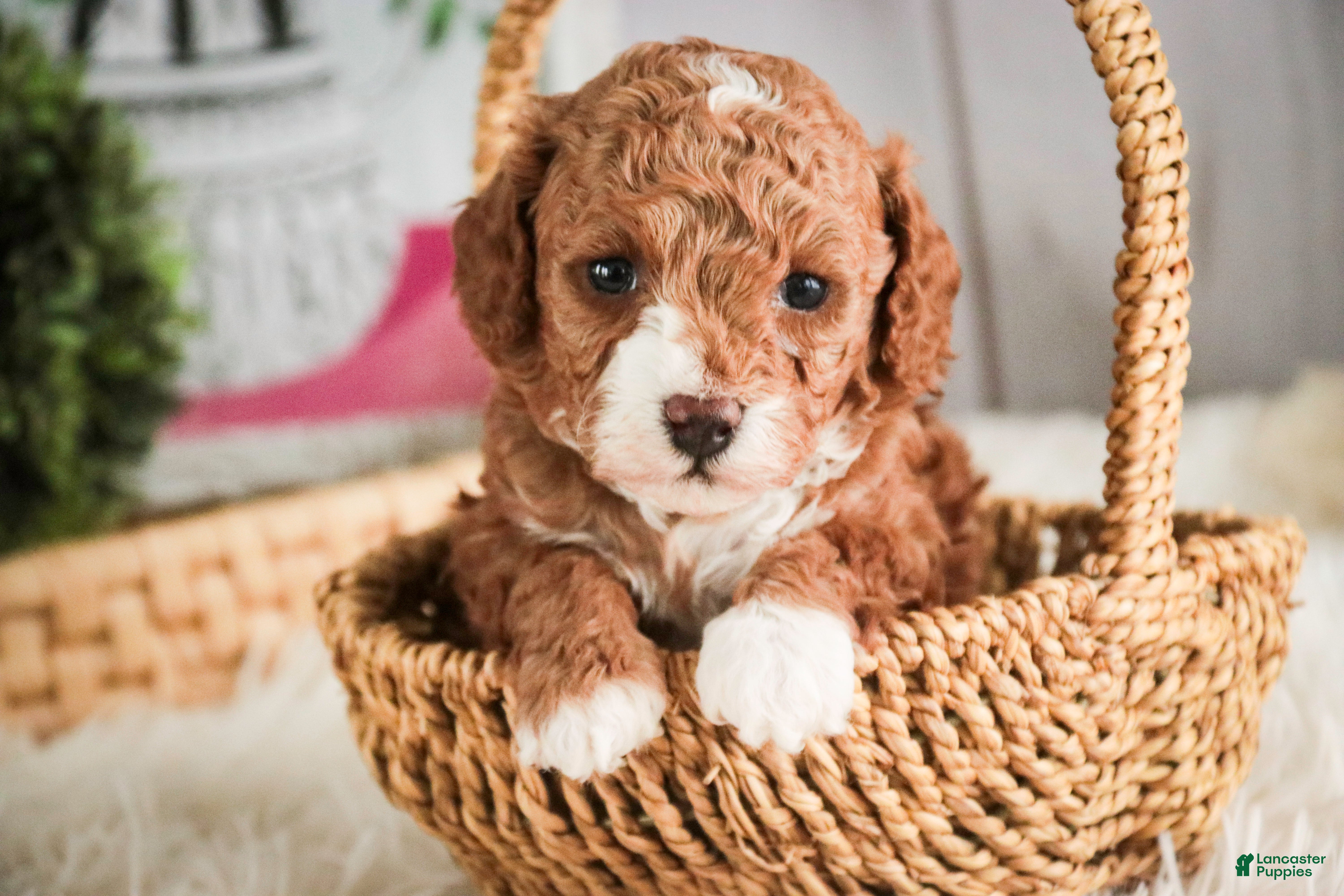 Miniature Poodle dogs Ellie - Ad 2