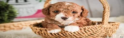 Miniature Poodle dogs for sale: Ellie - Ad 2