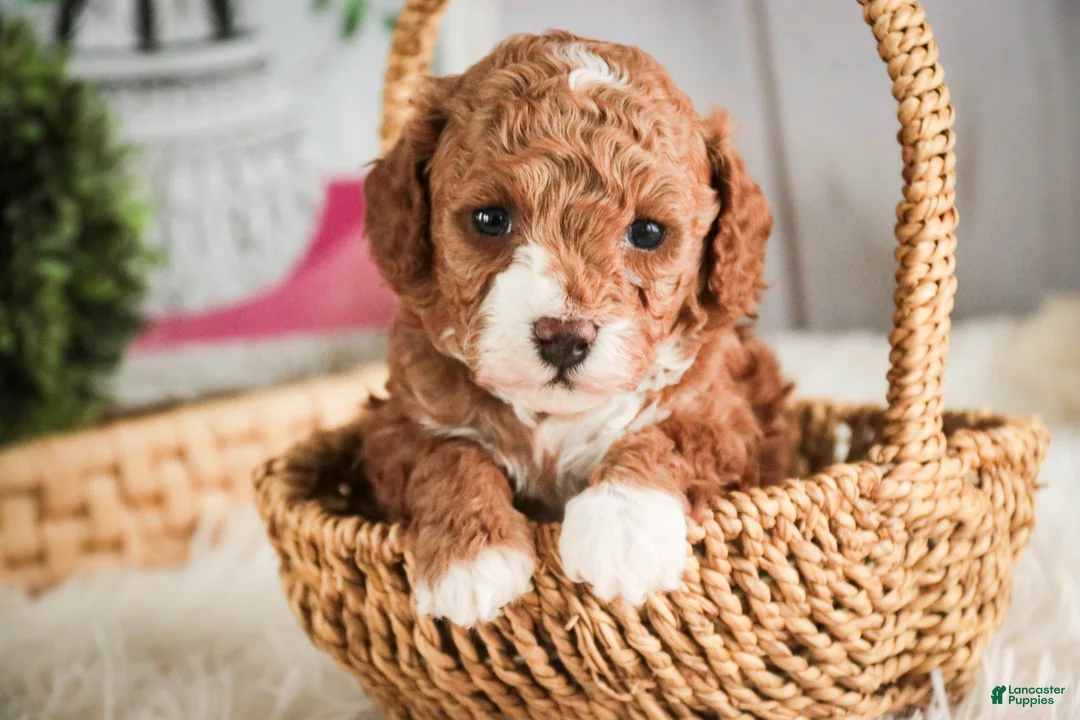 Miniature Poodle dogs for sale: Ellie - Ad 2