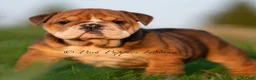 English Bulldog dogs for sale: Pearl AKC - Ad 4