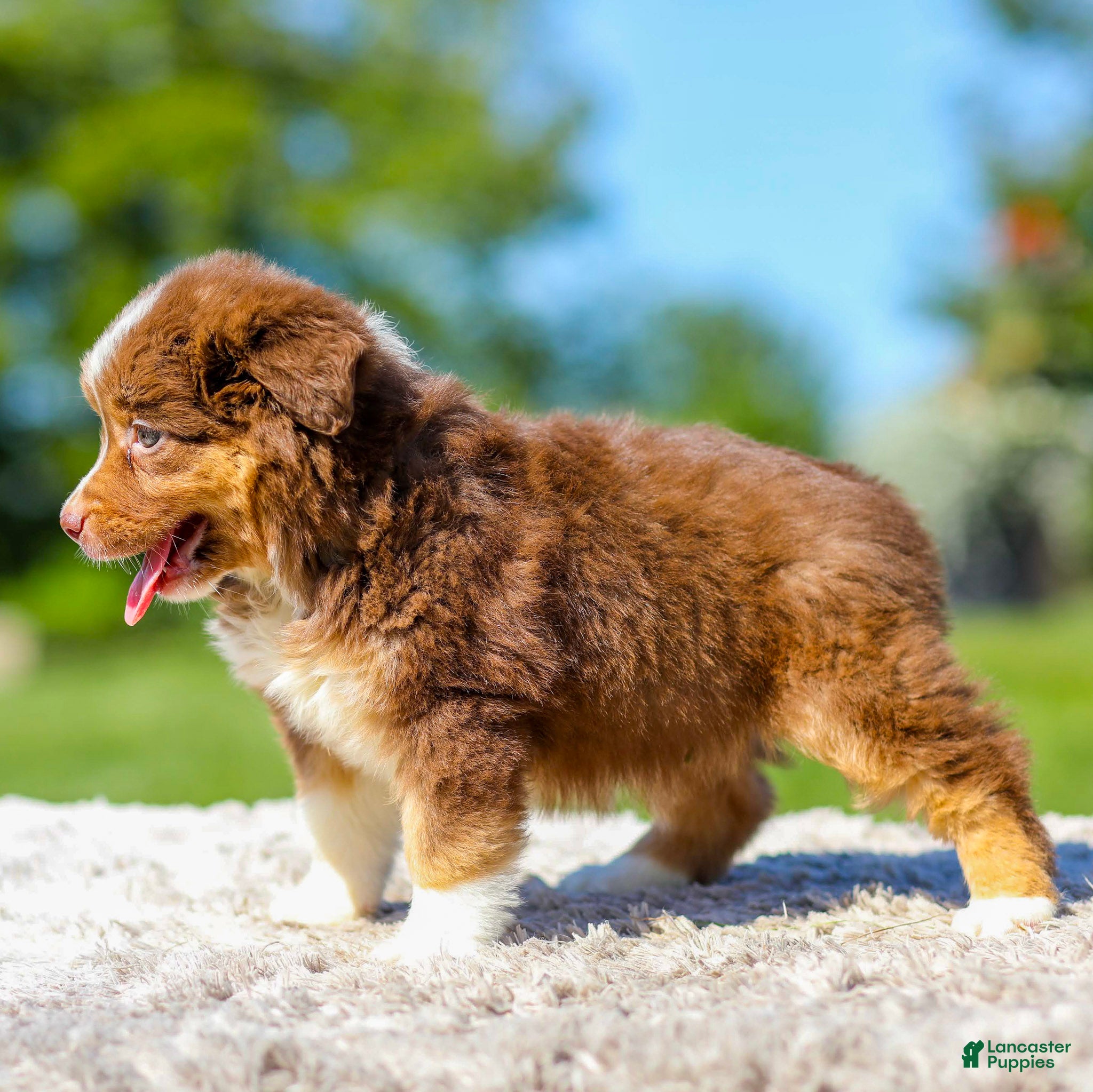 Miniature Australian Shepherd dogs Harper - Ad 2