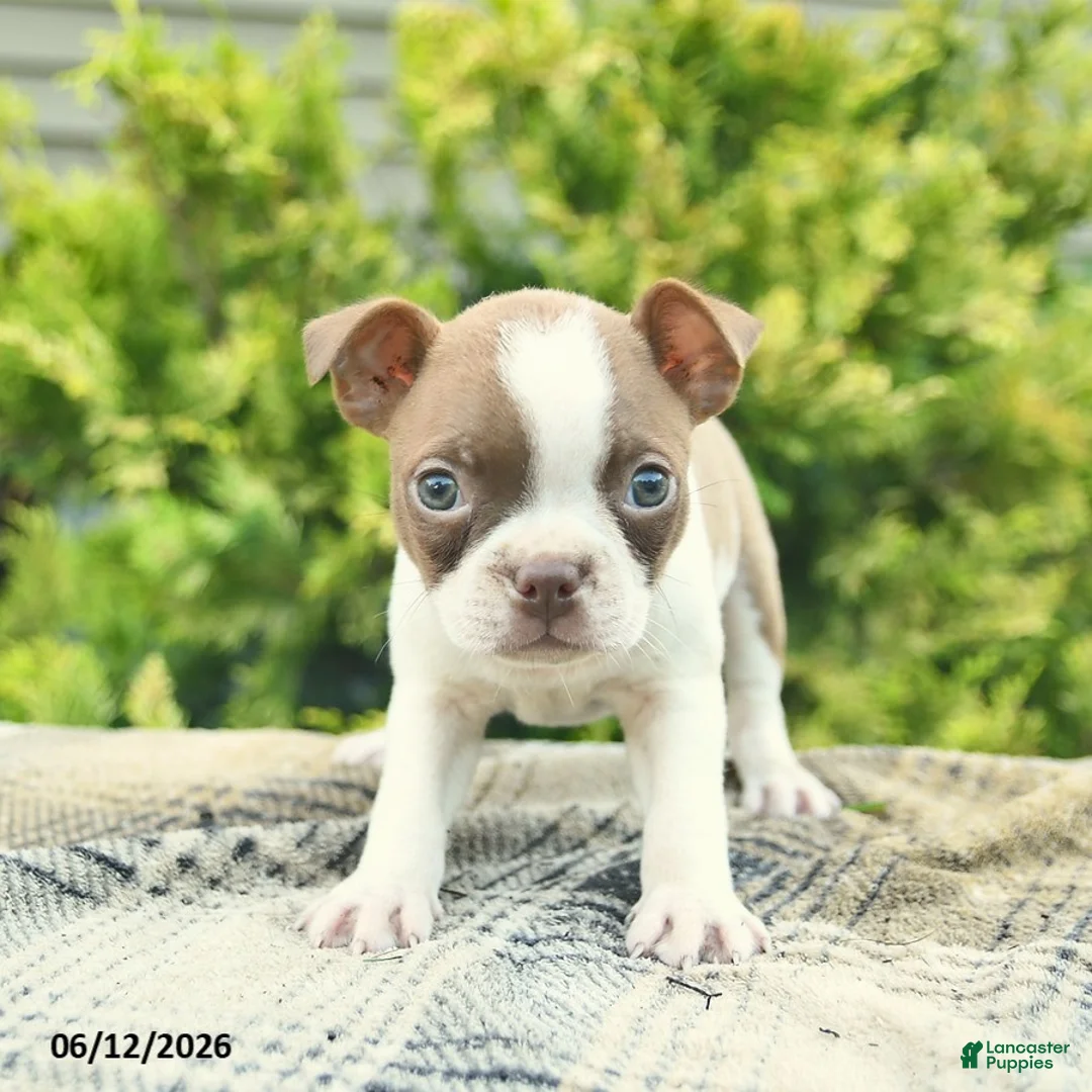Boston Terrier dogs for sale: Buttercup  - Ad 3