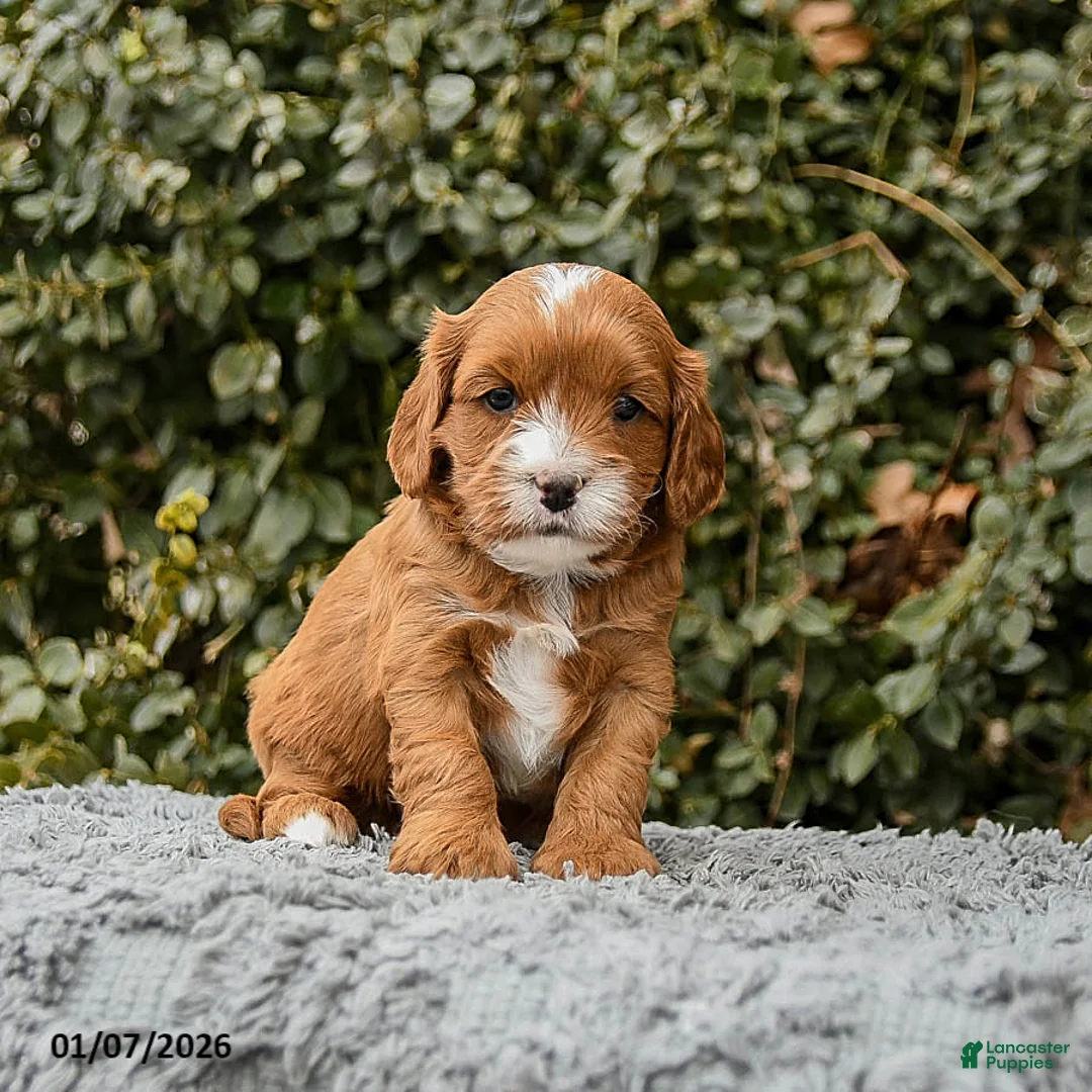 Cavapoo dogs for sale: Monty - Ad 3