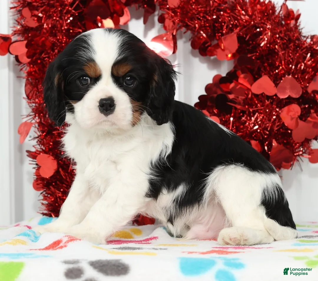 Cavalier King Charles Spaniel dogs for sale: Ranger - Ad 5