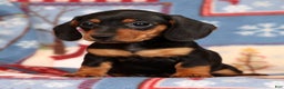 Miniature Dachshund dogs for sale: Gretta - Ad 3