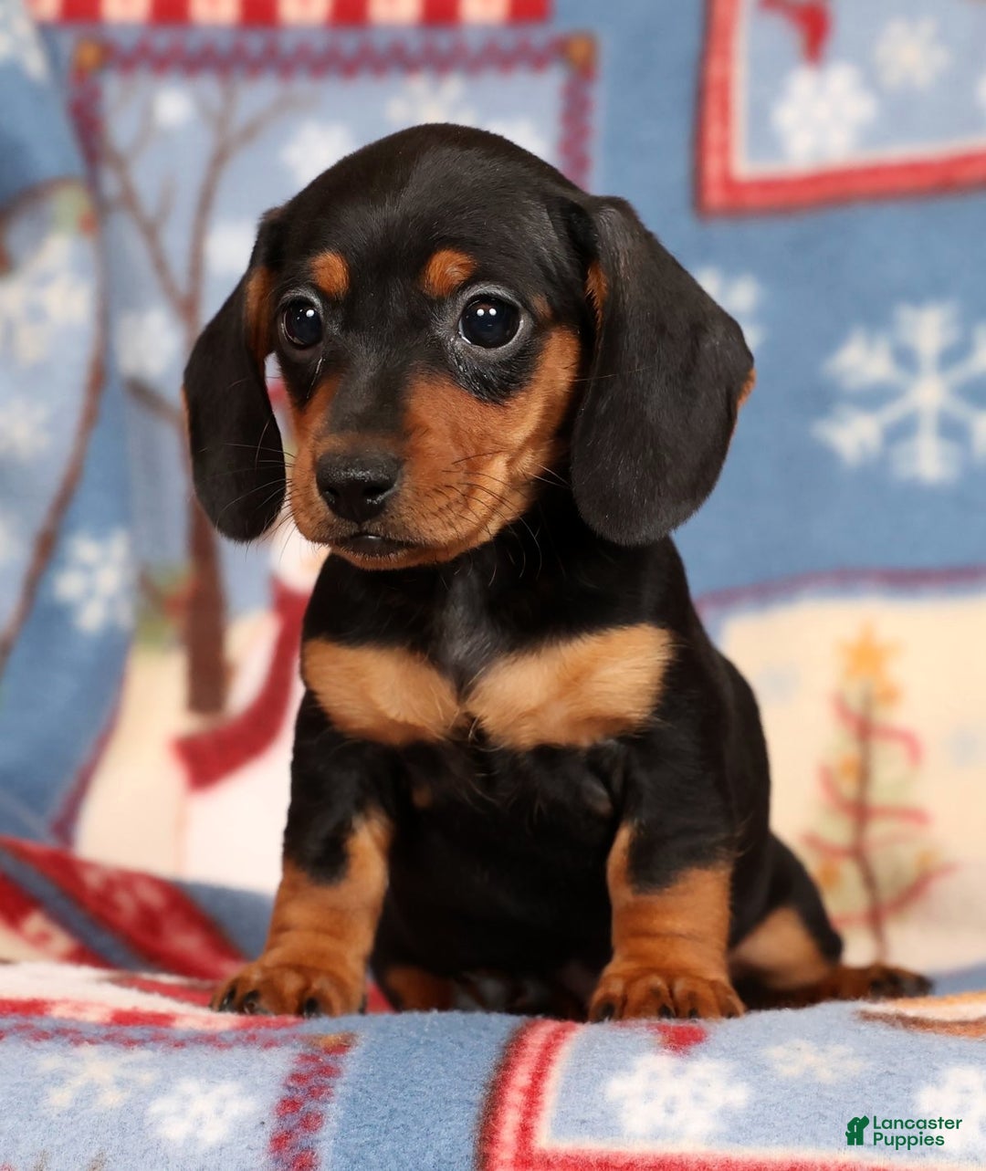 Miniature Dachshund dogs for sale: Gretta - Ad 3