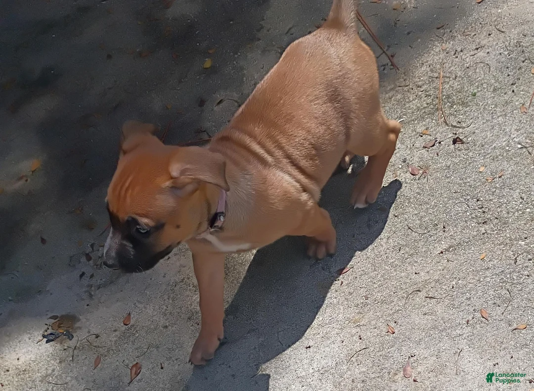 Mixed Breed dogs for sale: Mixed Breed 1 - Ad 2