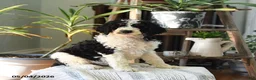 Standard Poodle dogs for sale: Donald - Ad 4