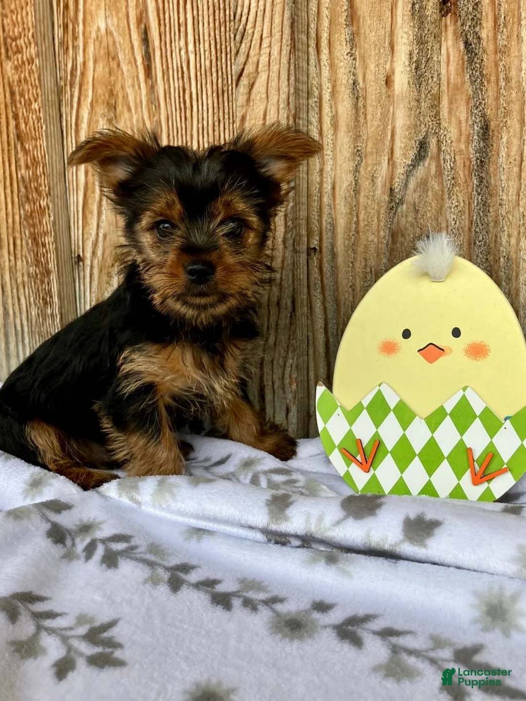 Yorkshire Terrier dogs for sale: Sparkle - Ad 1