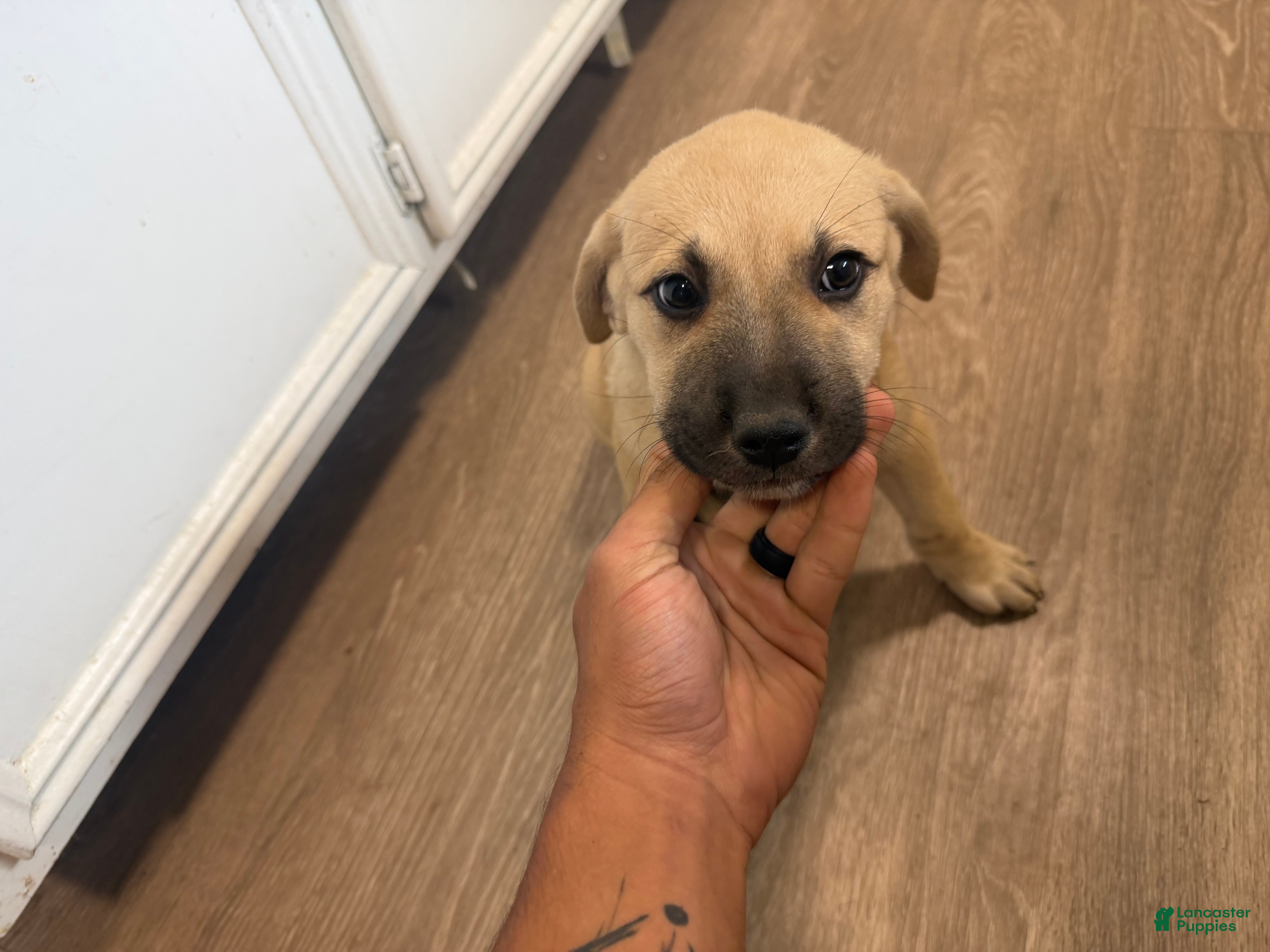 Mixed Breed dogs Mixed Breed 5 - Ad 27