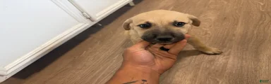Mixed Breed 5