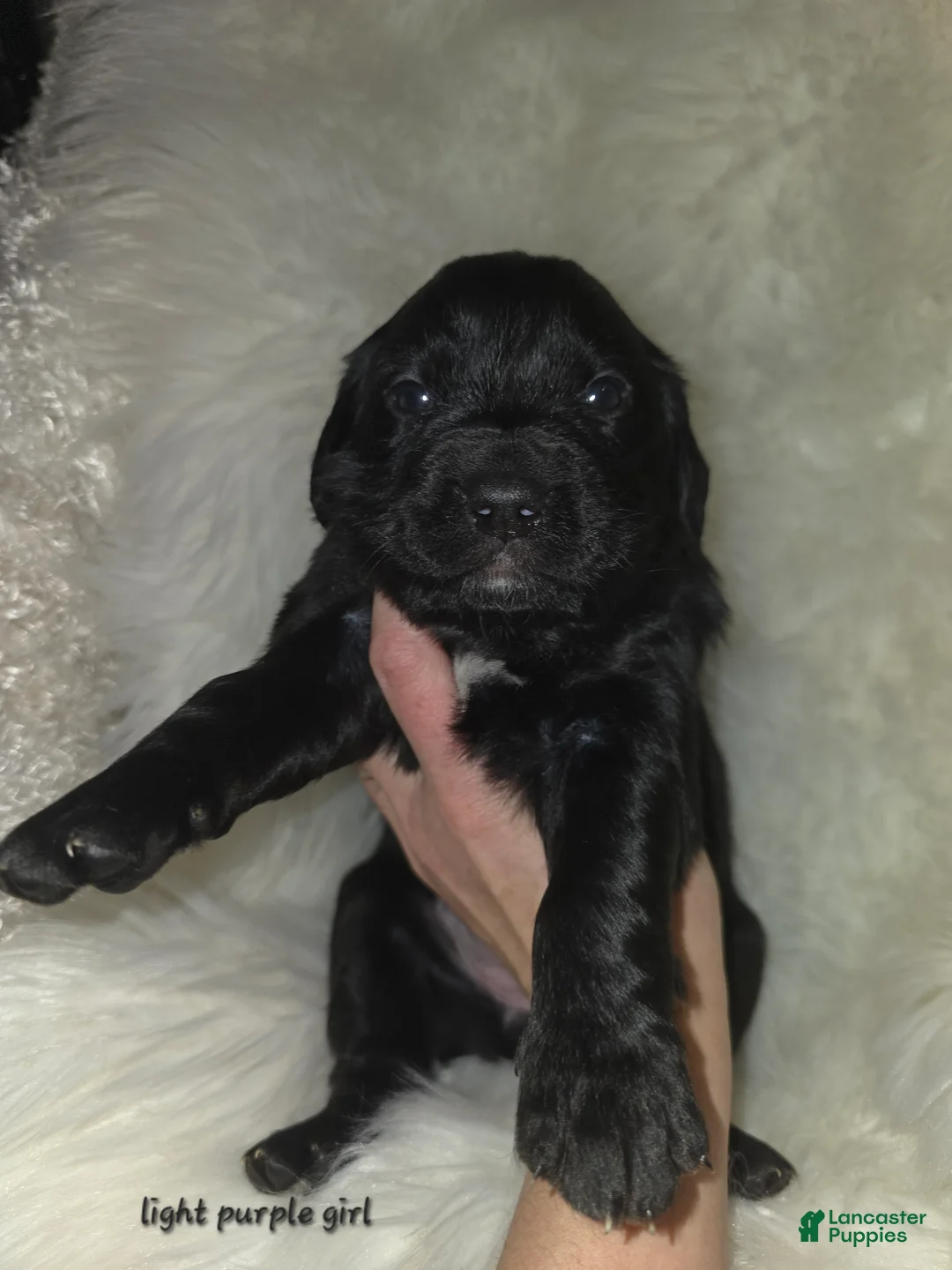 Mixed Breed dogs for sale: Mixed Breed Puppy 1 - Ad 7