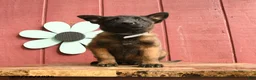 Belgian Malinois dogs for sale: Crystal - Ad 4