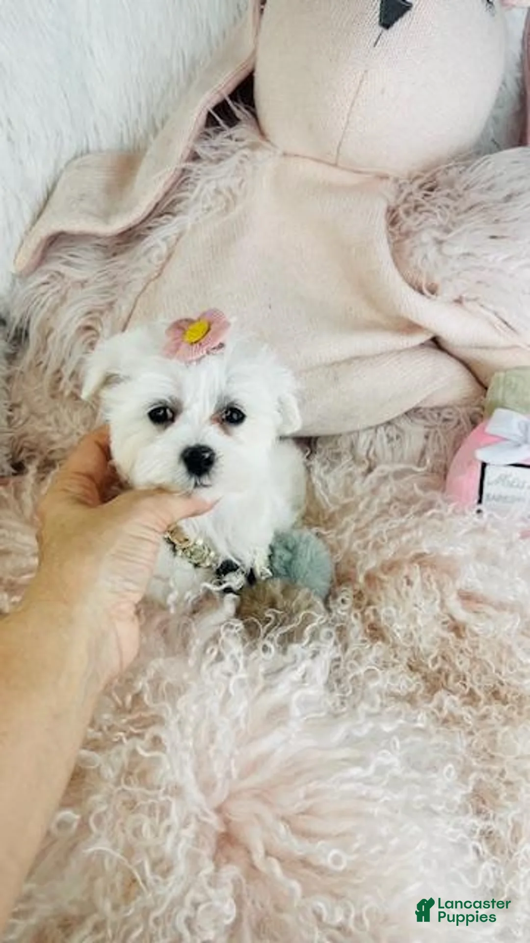 Maltese dogs for sale: Maltese Puppis Near Me - Ad 1