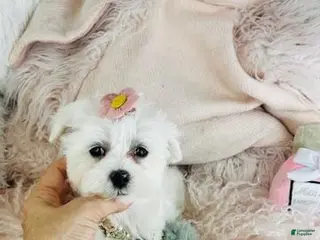 Maltese dogs Maltese Puppis Near Me - Ad 13